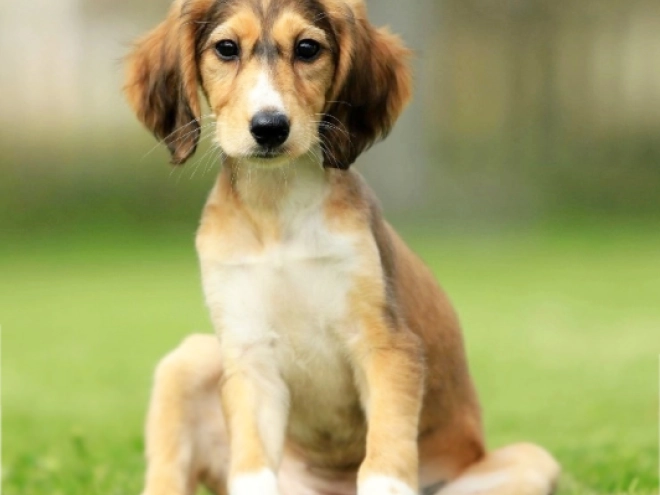 Saluki puppy for sale
