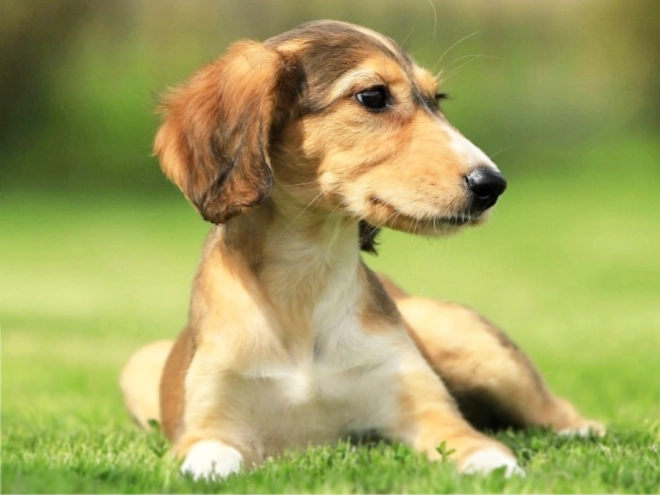 Saluki puppy for sale