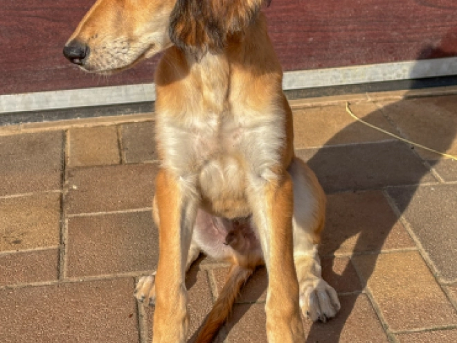 Saluki Welpe kaufen