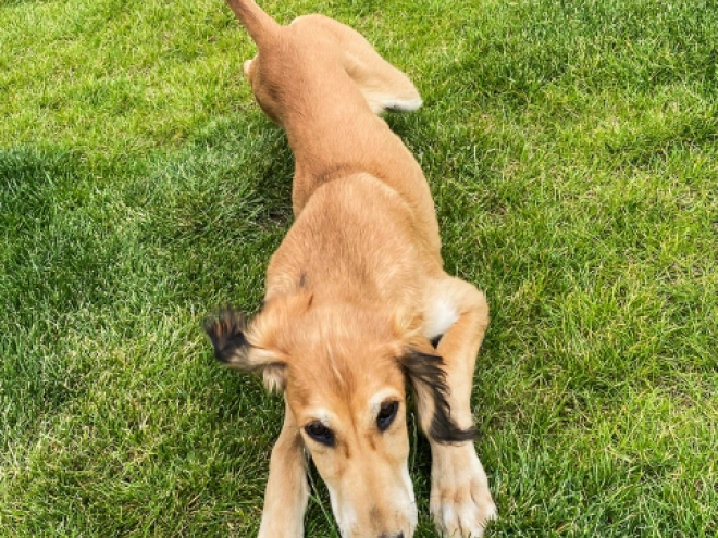 Saluki Welpe kaufen