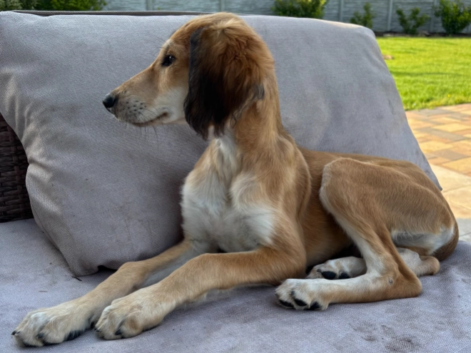Saluki Welpe kaufen