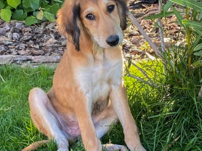 Saluki Welpe kaufen