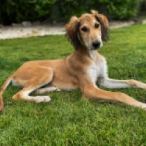 Aslan, red Saluki for sale