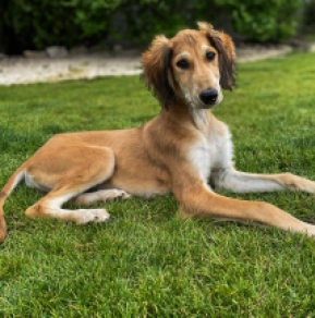 Perros Saluki en venta
