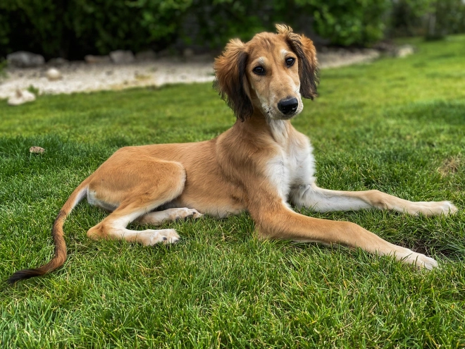 Saluki Welpe kaufen