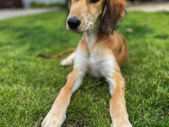 Saluki Welpe kaufen