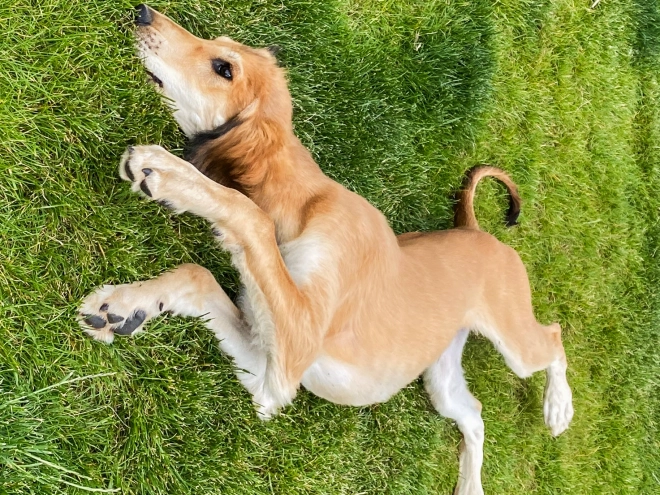 Saluki Welpe kaufen