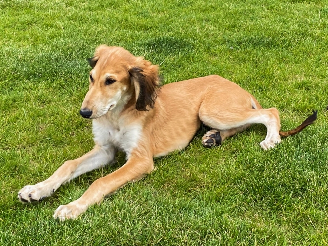 Saluki Welpe kaufen