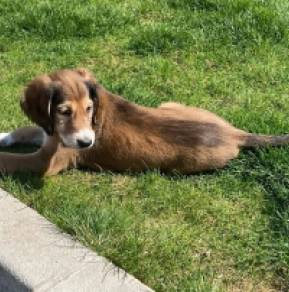 Saluki Welpe kaufen