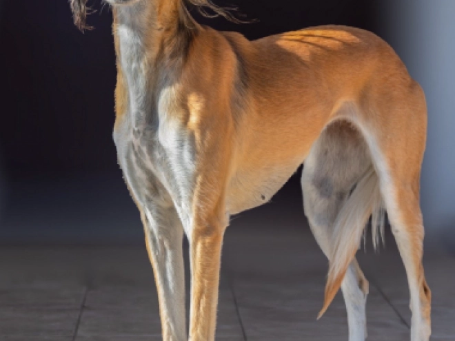 Saluki Welpe kaufen