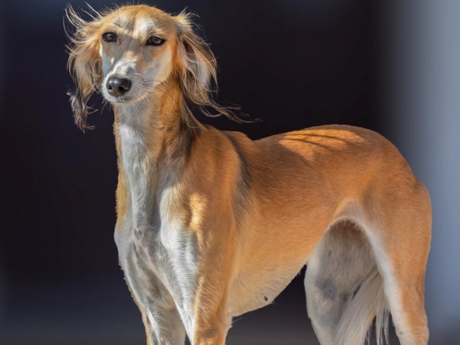 Saluki Welpe kaufen
