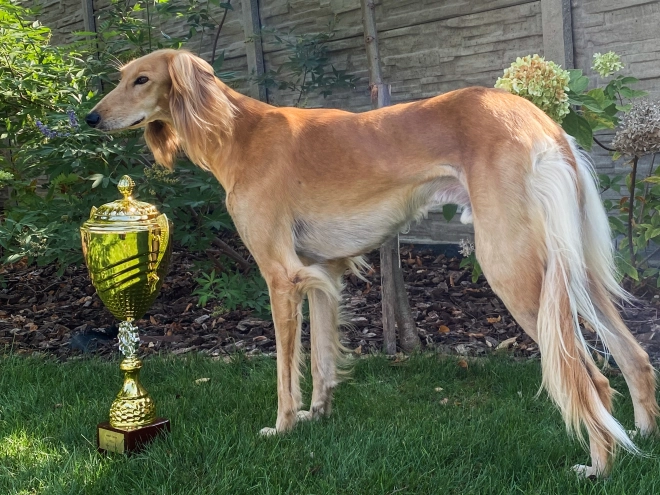 Saluki Welpe kaufen