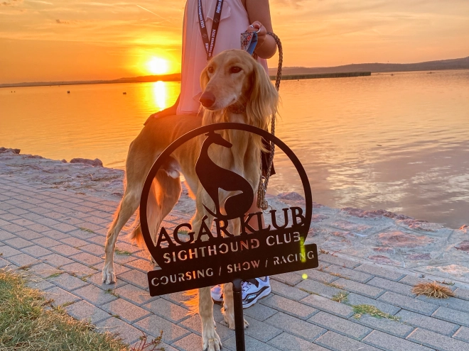 Saluki Welpe kaufen