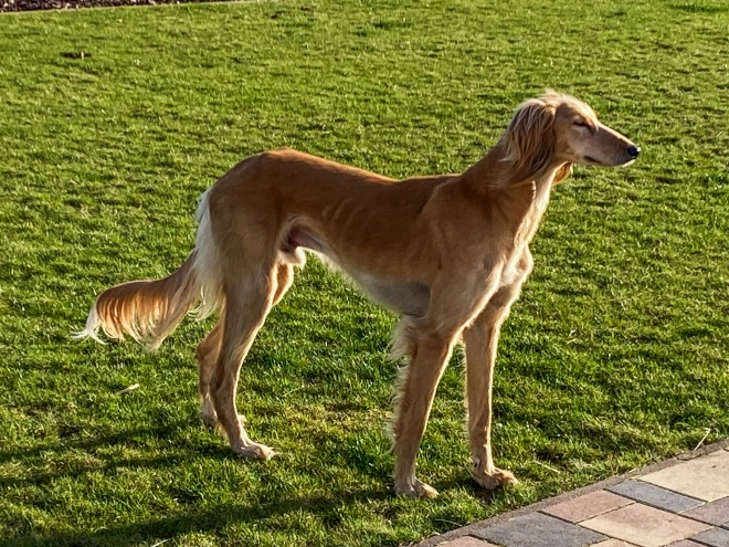 Saluki Welpe kaufen