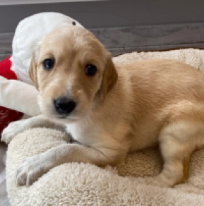 Saluki puppy for sale