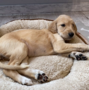 Perros Saluki en venta