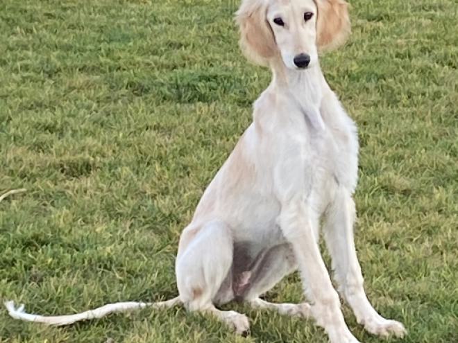Saluki puppy for sale