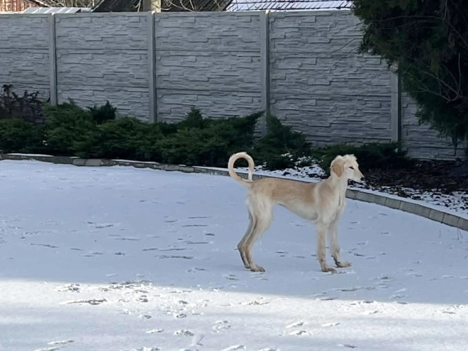 Saluki puppy for sale