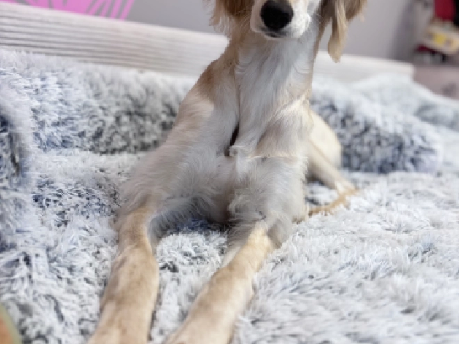 Saluki puppy for sale