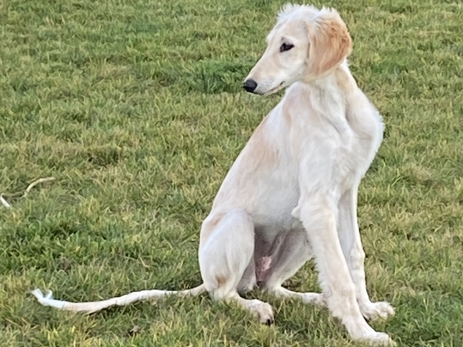 Saluki puppy for sale