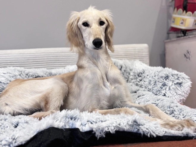 Saluki puppy for sale
