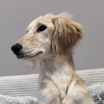 Baronesse, golden Saluki Welpen kaufen