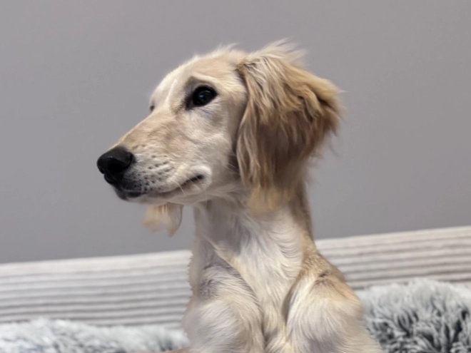 Saluki puppy for sale
