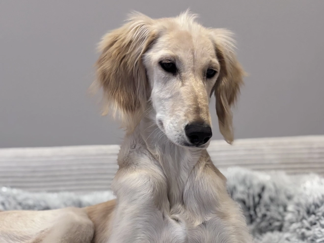 Saluki puppy for sale