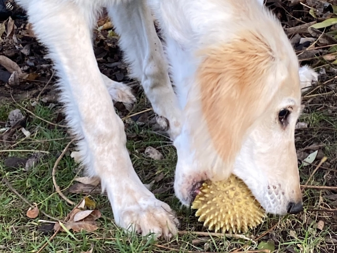 Saluki puppy for sale