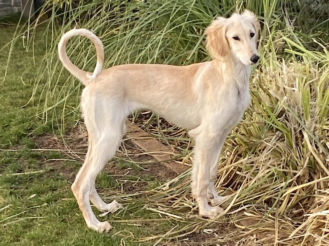 Saluki puppy for sale