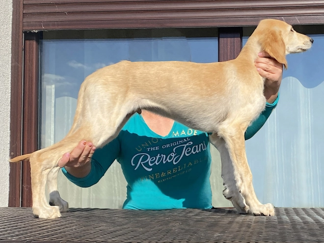 Saluki Welpe kaufen