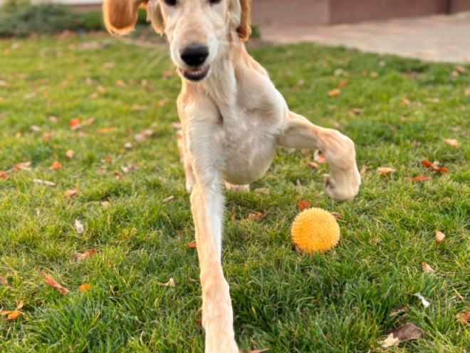 Saluki Welpe kaufen