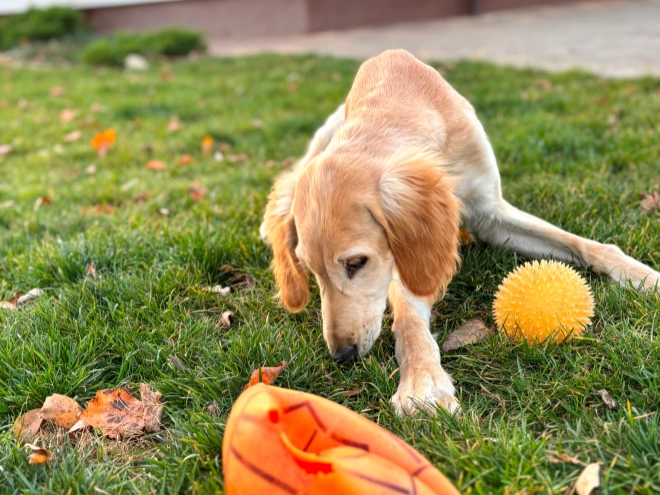 Saluki Welpe kaufen