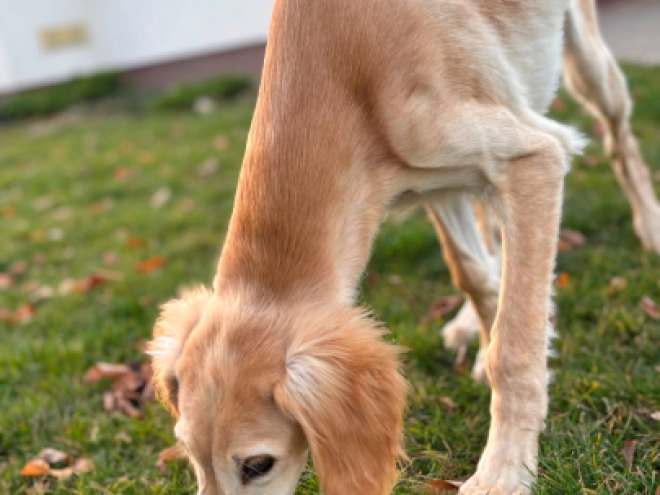 Saluki Welpe kaufen