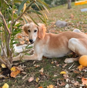 Saluki puppy for sale
