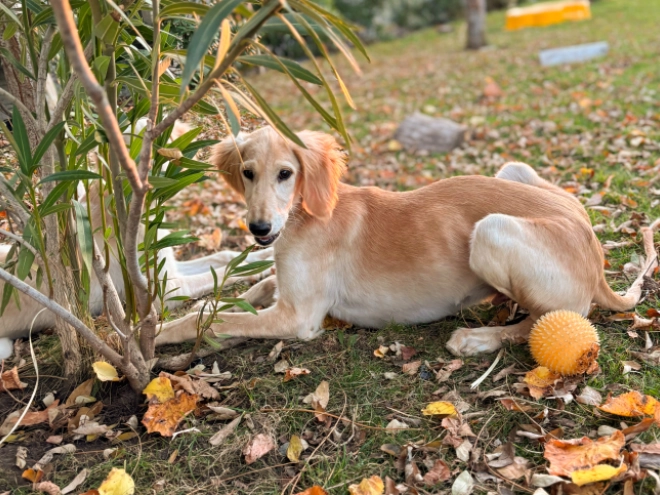 Saluki Welpe kaufen