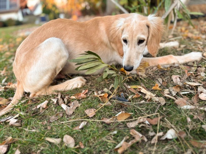 Saluki Welpe kaufen