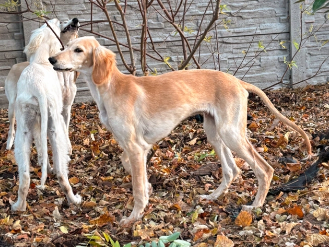 Saluki Welpe kaufen