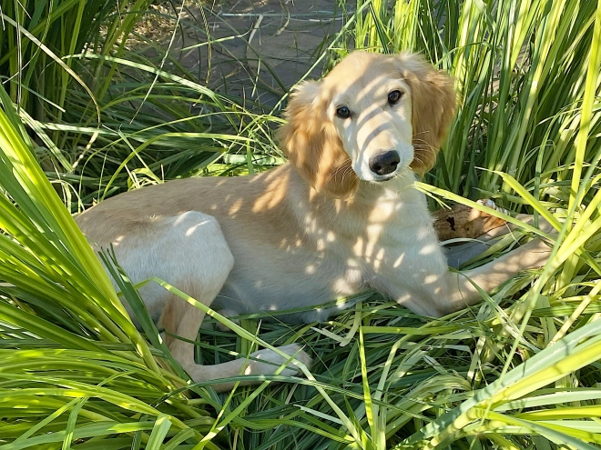 Saluki Welpe kaufen