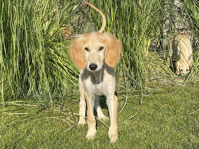 Saluki Welpe kaufen