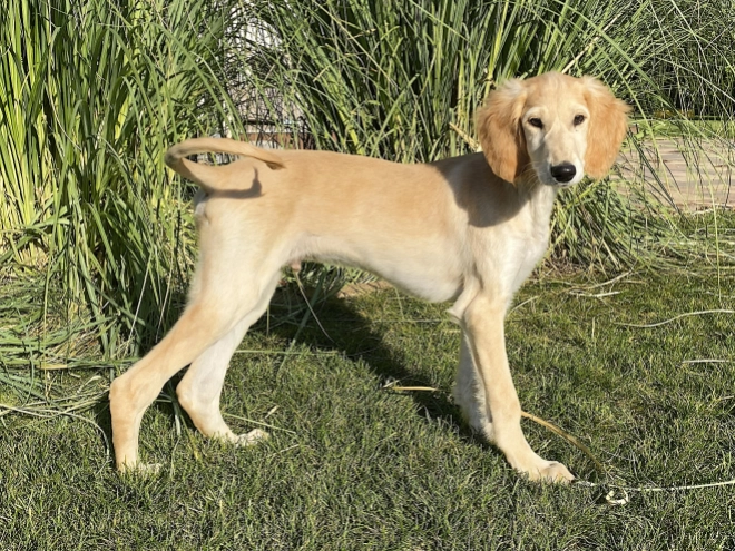 Saluki Welpe kaufen