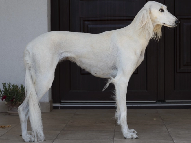 Saluki Welpe kaufen