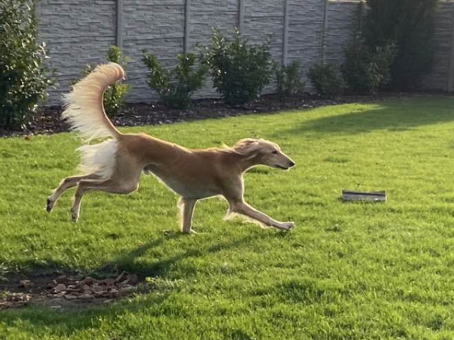 Saluki Welpe kaufen
