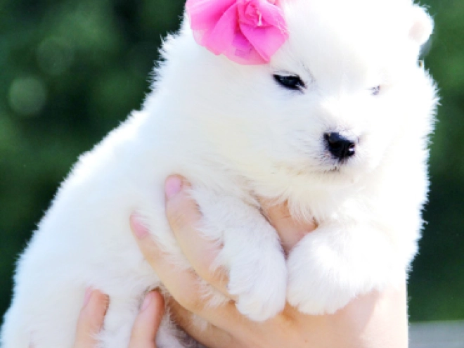 Samoyed puppy for sale