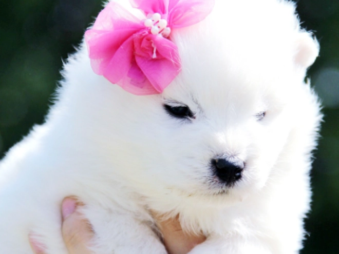 Samoyed puppy for sale