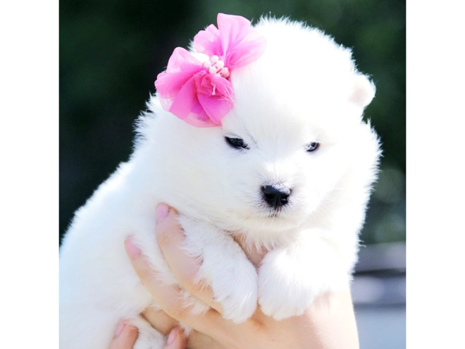 Samoyed puppy for sale