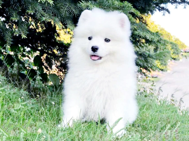 Samoyed puppy for sale