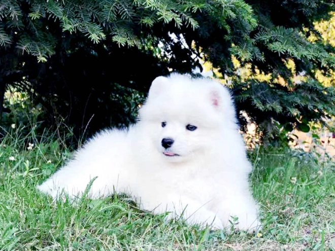 Samoyed puppy for sale