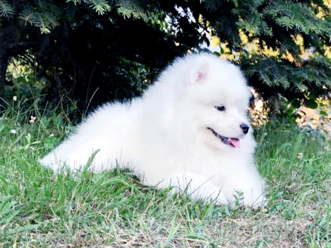 Samoyed puppy for sale