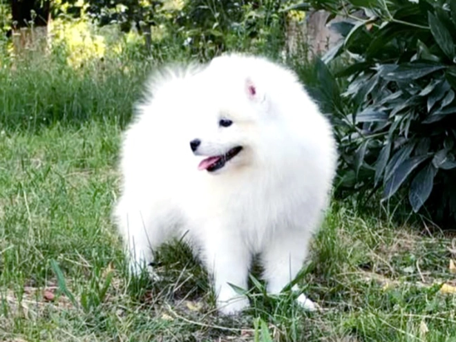 Samoyed puppy for sale